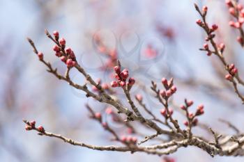 swollen buds with flowers on a tree in spring
