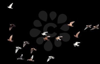 flock of pigeons on a black background