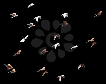 flock of pigeons on a black background