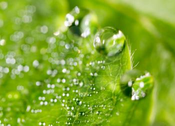 drops of dew on a green leaf strawberries. macro