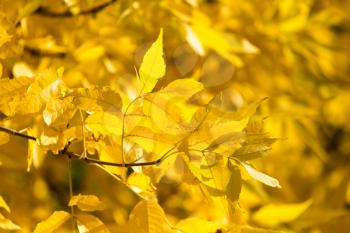 yellow leaves on the tree in autumn