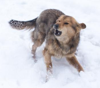 dog barking outdoors in winter