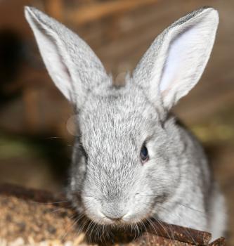 beautiful rabbit on the farm