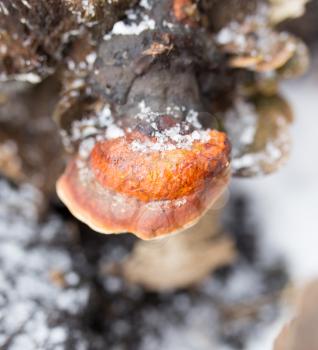 Mushrooms on a stump in winter