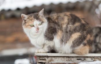 cat sits on a nature