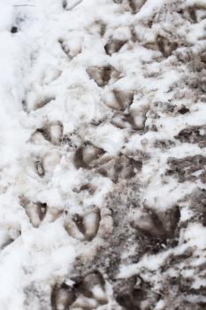 Goose footprints in the snow as a background