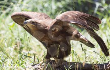 eagle in a park on the nature