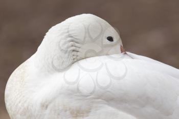 Duck sleeping in the park on the nature