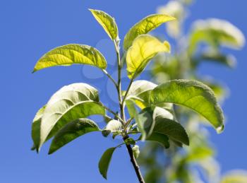 leaves on a tree against the blue sky