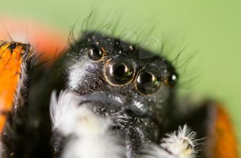 portrait of a spider in nature. super macro