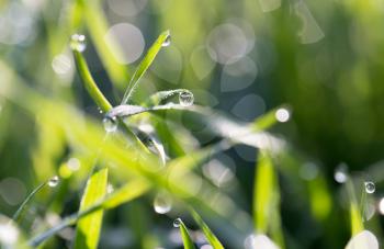 drops of dew on the grass in nature