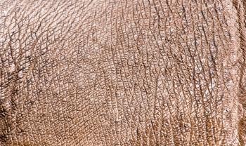 hippopotamus leather as a background