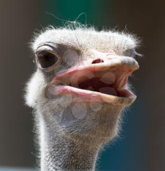 Portrait of ostrich on the nature