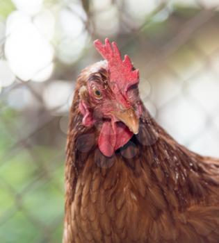 chicken near the fence on the farm