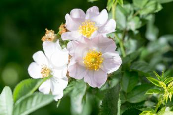 beautiful white flower in nature