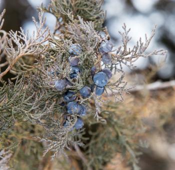 Thuja blue fruits in nature