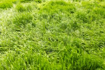 Young green grass in nature as a background