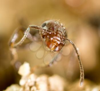 little ant in nature. super macro