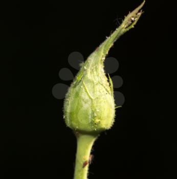 closed rose flower on a black background