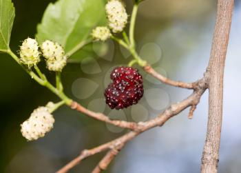 mulberry berries on the tree