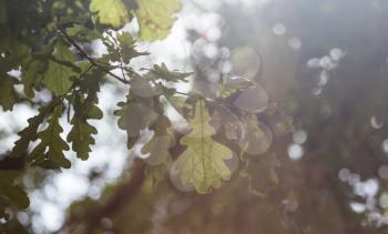 green oak leaves in nature