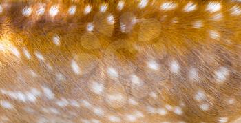 beautiful sika deer fur as background