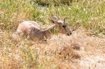 antelope in the dry grass in nature