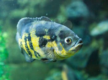 beautiful fish in the aquarium