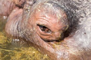 eye hippo in nature. macro