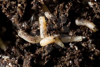 white fly larvae in the soil. macro