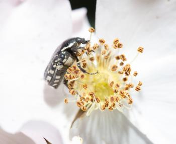 a beetle on a white flower in nature. macro