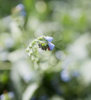 beautiful blue flower on nature