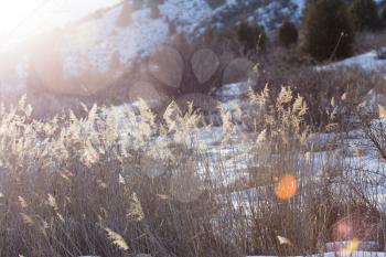 vintage photo of dry wild meadow flowers in winter field on sunny natural background in morning. Outdoor