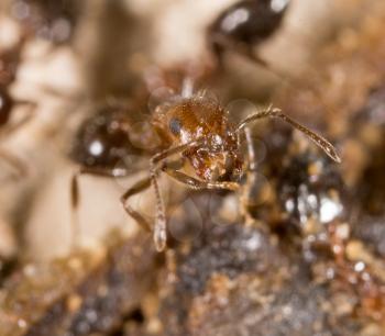 little ant in nature. macro