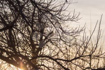bare branches of a tree at sunrise sun