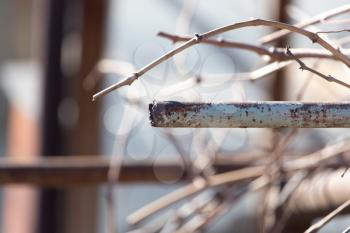 rusty pipe on the nature