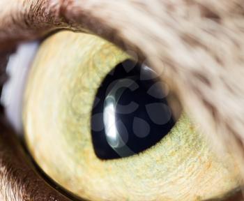 yellow cat eyes. super macro