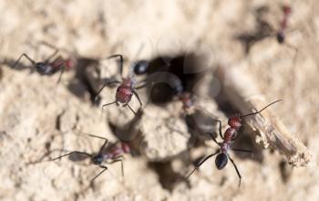 Ant on dry ground. macro