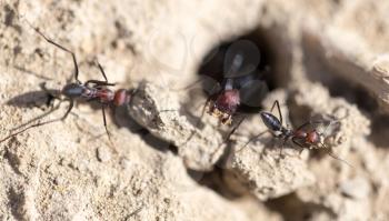 Ant on dry ground. macro