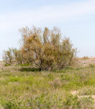 coniferous tree in the desert
