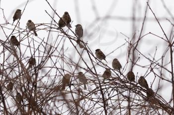 flock of sparrows on the bare branches of a tree