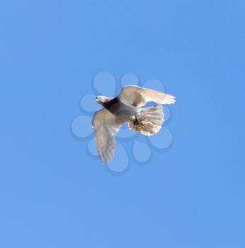 One pigeon in flight against a blue sky