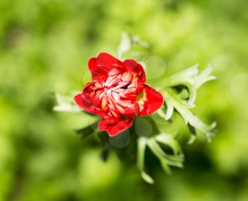 beautiful red flower in nature