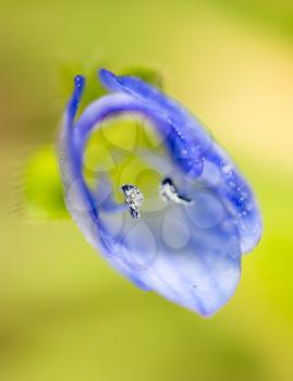 small blue flower in nature. macro