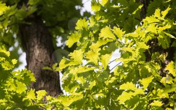 green oak leaves in nature