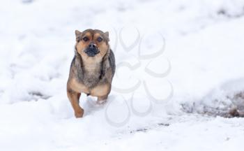 dog running outdoors in winter