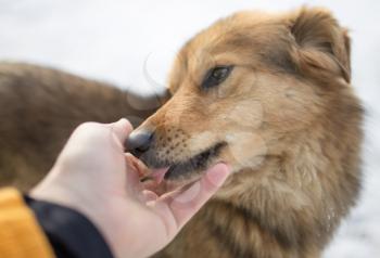 dog weasel hand winter outdoors