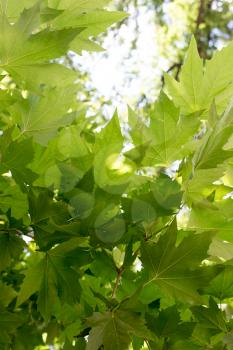 green maple leaves on nature