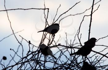 bird sparrows on a tree at sunrise sun