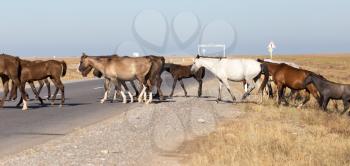 horse crossing the road